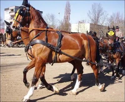 Cette race de cheval nerlandaise demi-sang est utilise pour l'attelage. Il est trs proche du groningen. Ce cheval d'1. 65 m est utilis pour tirer les carrosses de la maison royale. C'est ...