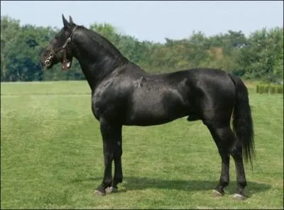 Cette race de selle hongroise est originaire du haras de Mezohegyes. Il excelle dans l'attelage sportif mais aussi dans le CSO. Il est gnralement noir ou bai-brun. C'est ...