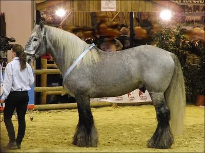 Ce cheval tire son nom de sa principale fonction d'origine : la production de mulets. Mais il est aussi utilis comme cheval d'attelage et comme cheval de selle. Ce cheval costaud s'appelle :