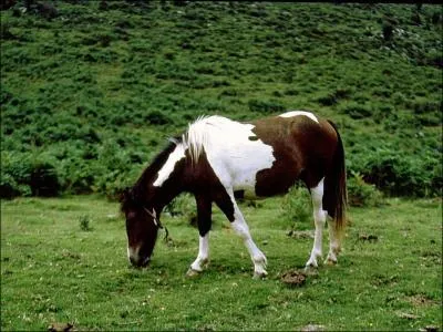 Cette race provient du pays basque. Sa taille varie suivant le type du poney ainsi que la robe ( photo : race pure). Il est utilis pour l'attelage, le travail de bt. C'est ...