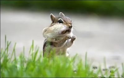 Il en a plein les bajoues, c'est un ...
