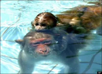Un singe peut nager sous l'eau !