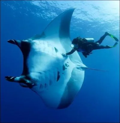 Imposante, mais trs peu agressive !