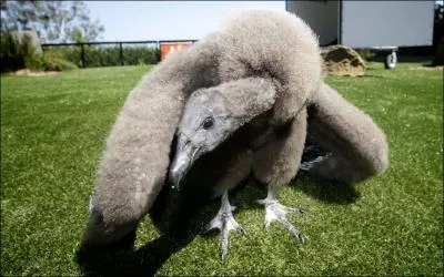 Cet oiseau est bien carnassier, mais qui est-il ?