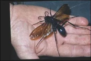 Cette gupe a une particularit !