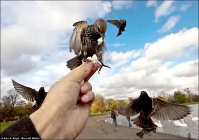 Contrairement  l'oiseau cit prcdemment, il prfre se poser !