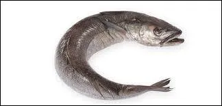 Comment nomme-t-on aussi le merlu ?