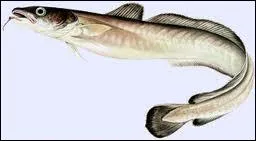 Qu'est ce que la Julienne ?