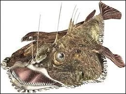 Quel est l'autre nom de la Baudroie ?