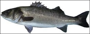 Comment s'appelle le Bar quand il est pch en Mditerrane ?