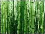 De quelle origine sont ces bambous verts ?