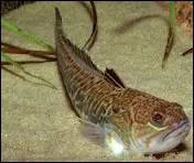 Elle n'a pas l'air, mais elle est :