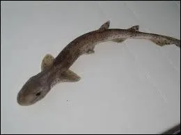 Elle a deux noms dont le premier est la saumonette, mais que peut-elle bien tre aussi ?