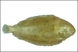 Meunire ou pas meunire, o puis-je bien me cacher ?