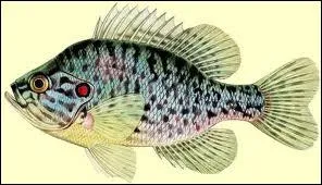 A quoi suis-je utile ?