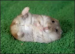 Animal domestique vivant 2 ans ; pouvez-vous me dire quel est son nom ?