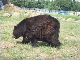 Ou peut apercevoir cet ours en Amrique, en Australie, ou encore en Afrique. Pouvez-vous me dire quel est son nom ?