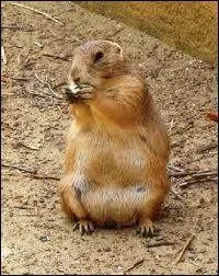 On peut trouver ce petit animal en plaines. Pouvez-vous me dire quel est son nom ?