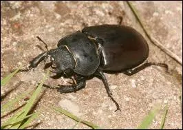 Cet insecte fait partie de la famille des coloptres. Pouvez-vous me dire quel est son nom ?