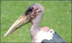 Cet oiseau, malgr son apparence, fait partie de la famille des cigognes ; c'est un chassier. Pouvez-vous me dire quel est son nom ?