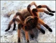 Insecte rpugnant aussi gros que la paume de main dont le venin est un peu dangereux pour l'homme. Pouvez-vous me dire quel est son nom ?