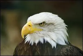 C'est un rapace vivant en Amrique du Nord. Pouvez-vous me dire quel est son nom ?