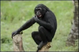 C'est l'animal qui ressemble le plus  l'homme. Pouvez-vous me dire quel est son nom ?