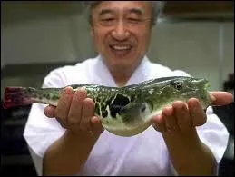 Quel est donc ce poisson japonais qui, consomm mal cuisin, est mortel ?