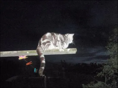 Que peut faire un chat,  cet endroit, en pleine nuit ?