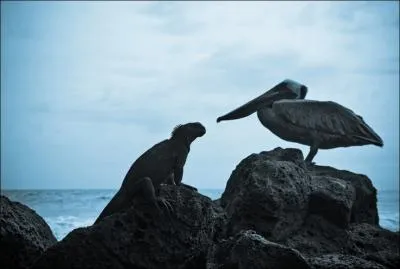 Face  face sur un rocher !