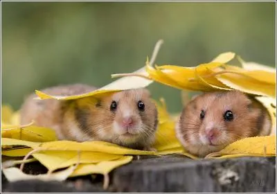 Ce sont de petits animaux curieux !