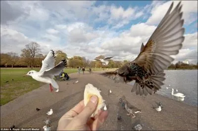 Combien voyez-vous d'oiseaux volants ?