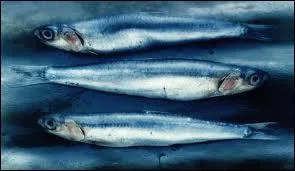 Anchois se traduit par :