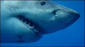 Requin se traduit par :