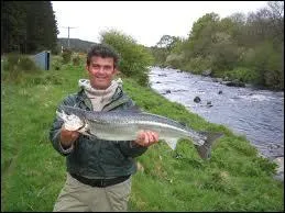 Saumon se traduit par :