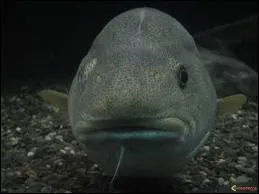 Morue se traduit par :