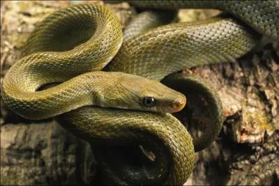 J'ai une phobie, celle de serpents, je suis donc atteins de...