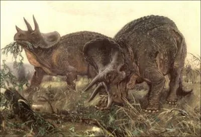 Le triceratops avait approximativement la taille d'un lphant et devait se dplacer en troupeau. Quelle affirmation est fausse sur l'utilisation de sa collerette au-dessus du crne ?