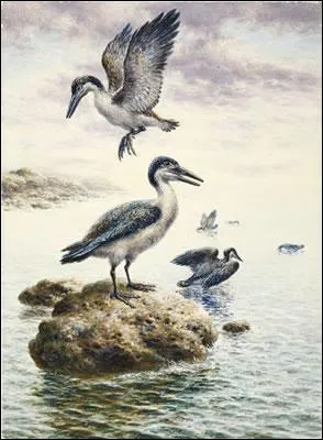 Combien l'ichthyornis mesure-t-il ?