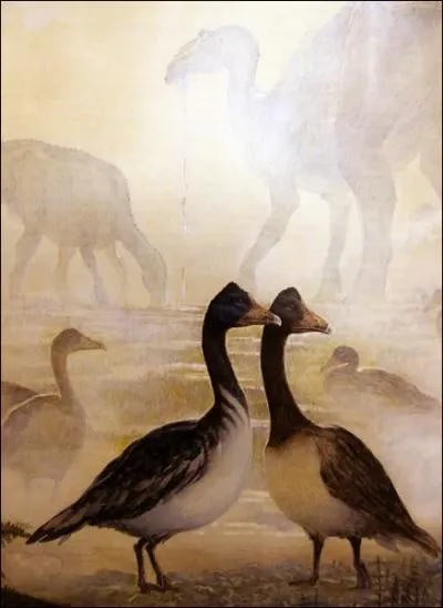  quel type d'oiseaux le vegavis est-il apparent ?