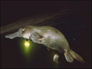 Quel est le nom de ce petit mammifre primitif ? Anctre direct de l'ornithorynque de 10 cm.