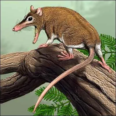 Quelle chose exceptionnelle du sinodelphys a t fossilise ?