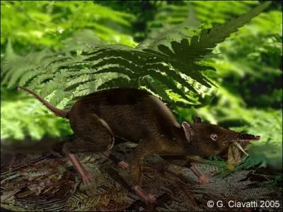 O a-t-on retrouv le zalambdalestes ?