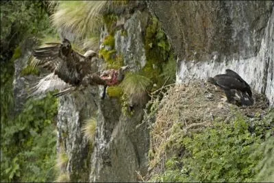 Avec un peu de chance, et des bonnes jumelles, on peut le voir dans les Alpes !