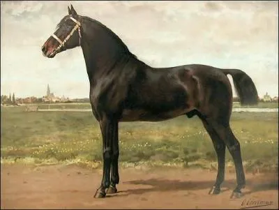 Cette race de cheval nerlandaise demi-sang est utilise pour l'attelage et la traction. Il est trs proche du gelderland. Malheureusement, il est devenu rare de nos jours. Ce grand cheval est :