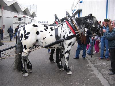 Cette race de cheval autrichienne est reconnaissable  sa robe frquemment tachete. Ce cheval mesure de 1. 63  1. 73 m. Il n'est utilis que pour l'attelage. C'est ...