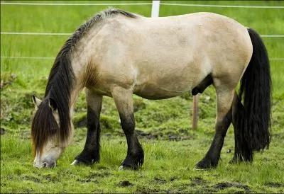 Cette race de cheval est utilise dans l'attelage. Bien que peu connue en France, cette race est trs populaire en Norvge. Il existe un modle plus lger pour cette race : le trotteur de dle. C'est :