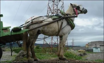 Cette race de cheval de trait lger est originaire des Balkans. Il existe deux types de races natives, le cheval de montagnes et le cheval de plaines. Ce cheval peut marcher l'amble. C'est :