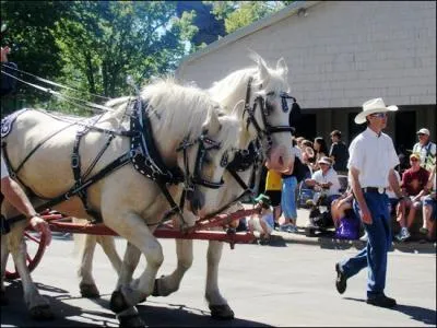 Comme son nom l'indique, cette race de cheval originaire des Etats-Unis, porte une robe toujours crme. Il peut mesurer de 1. 50  1. 75 m. Ce magnifique cheval de trait crme s'appelle :