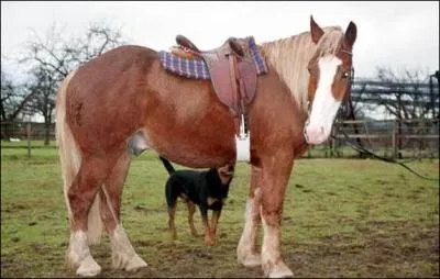 Ce cheval de trait lger provient du Kazakhstan. La race est rpute pour sa grande endurance. Certains spcimens de cette race sont plus typs pur-sang anglais que d'autres. C'est :